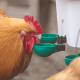 AviAqua 8L Hanging Waterer with 3 Bowls / Nozzles