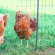 Non-electric double-spike poultry net Kerbl