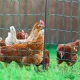 Non-electric double-spike poultry net Kerbl