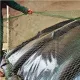 Aviary nets