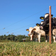 Rigid round wire for electric fence