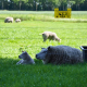 Rigid round wire for electric fence