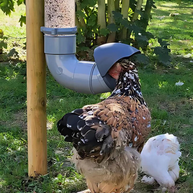 Ongediertebestendige voederbakken voor kippen
