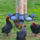 Pest-proof feeders for chickens