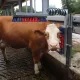 "Cattle Scratching Brush"