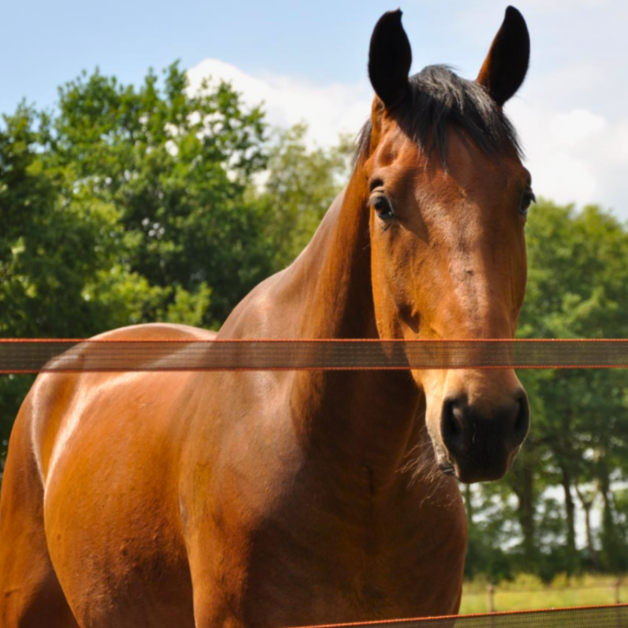 Ruban Gallagher 40 mm Ruban Gallagher 40 mm