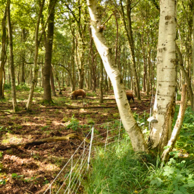 Elektrisch Gallagher wildzwijnnet 50M Elektrisch Gallagher wildzwijnnet 50M