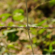 Electric wild boar net Gallagher 50M