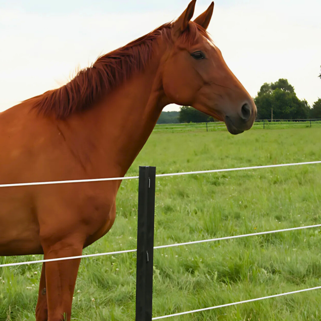 Piquet Eco Gallagher