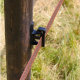 Insulator