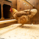 High-quality HPL chicken coop, red mite resistant