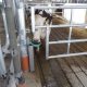 Suevia Water Trough