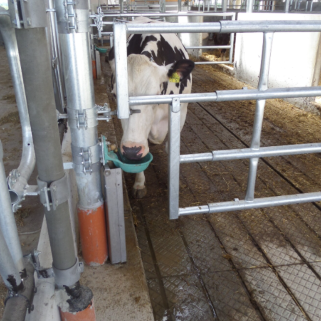 Suevia Water Trough Suevia Water Trough