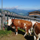 Suevia Water Trough