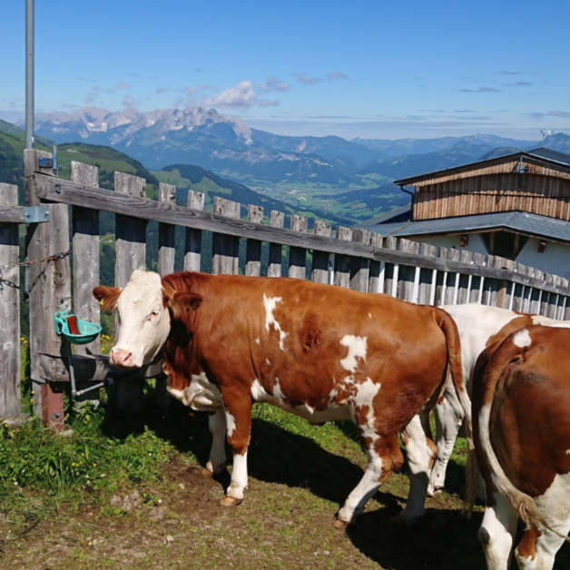 Suevia Water Trough Suevia Water Trough