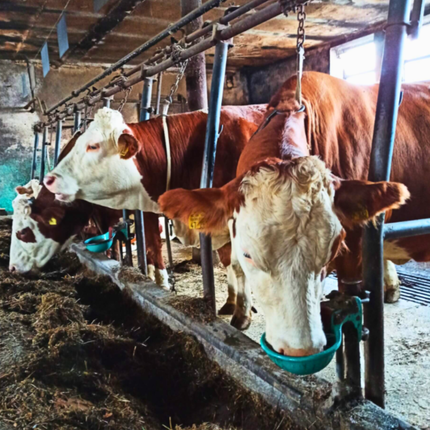 Suevia Water Trough Suevia Water Trough