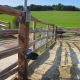 Suevia Water Trough