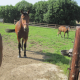 Suevia Water Trough