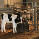 Isothermal Thermolac Water Trough
