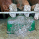 Isothermal Thermolac Water Trough