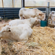 Heated waterer for nozzle