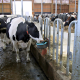 Heated waterer Suevia 46-MS¾ – 24V, 80W