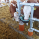 Heated waterer Suevia 46-MS¾ – 24V, 80W