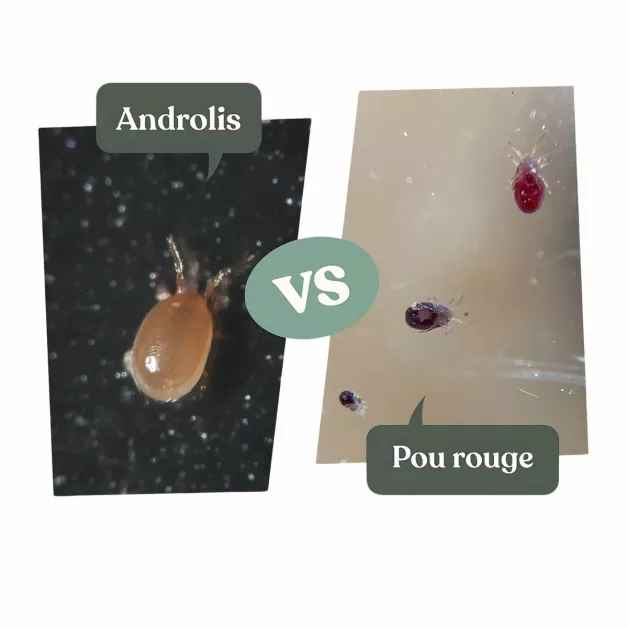 Androlis, biologische bestrijding van rode vogelmijt.