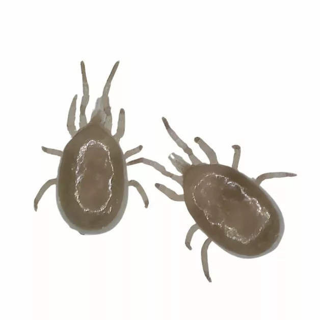 Androlis, biological control against red mites