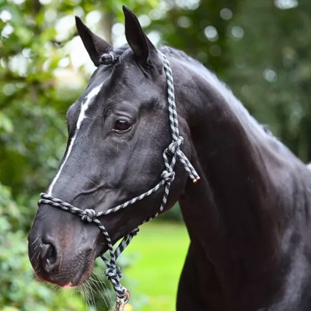 Geknoopte touwhalster voor paarden Geknoopte touwhalster voor paarden