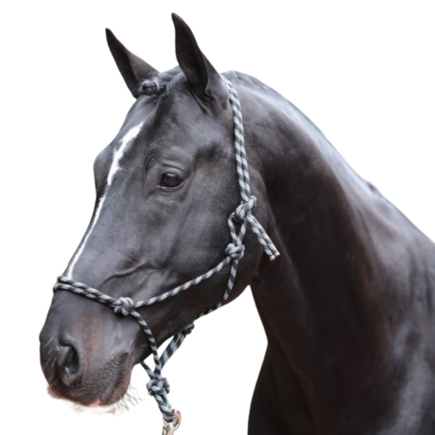Licol en corde nouée pour chevaux