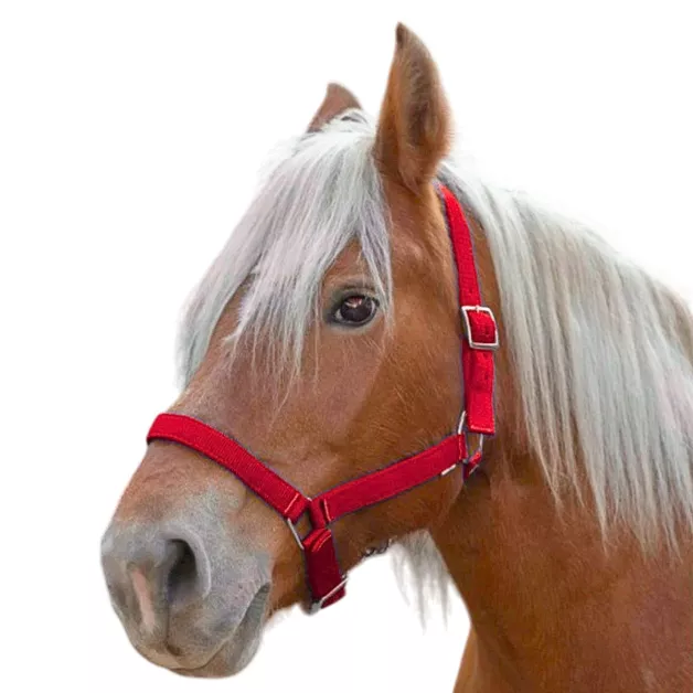 Licol Nylon "Pro" cheval de trait