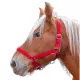 Licol Nylon "Pro" cheval de trait