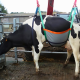 Lifting harness for cow