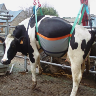 Lifting harness for cow