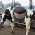 Lifting harness for cow
