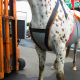 Lifting harness for horse