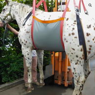 Lifting harness for horse