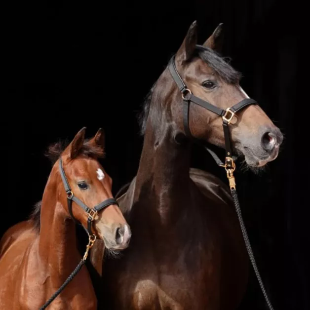 Norton nylon halter for foal