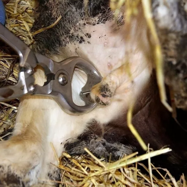 Burdizzo Clamp for Castrating Bull Calves