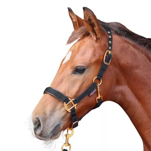 Norton nylon halter for foal