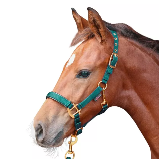 Norton nylon halter for foal