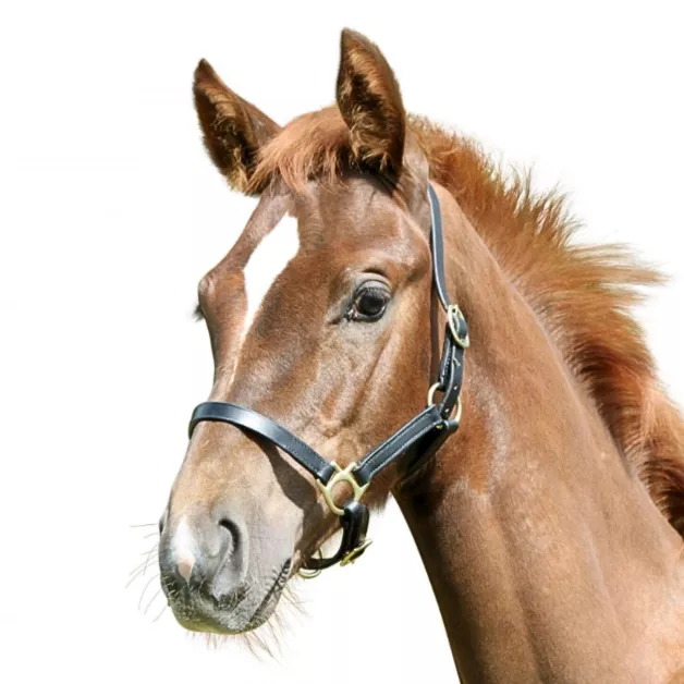 Foal leather halter Foal leather halter