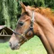 Leren veulenhalster