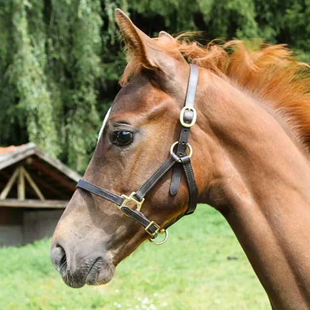 Foal leather halter Foal leather halter