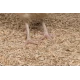Litière de Miscanthus avec tabac