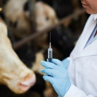 3 vaccinatieapparaten om uw kuddes te beschermen tegen blauwtongziekte 3 vaccinatieapparaten om uw kuddes te beschermen tegen blauwtongziekte