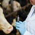3 vaccination devices to protect your flocks against bluetongue.