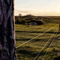 Secure your herds with mobile fencing by choosing the right wires and insulators. Secure your herds with mobile fencing by choosing the right wires and insulators.