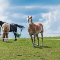 Clôtures mobiles et accessoires essentiels pour prévenir la fourbure chez le cheval Clôtures mobiles et accessoires essentiels pour prévenir la fourbure chez le cheval